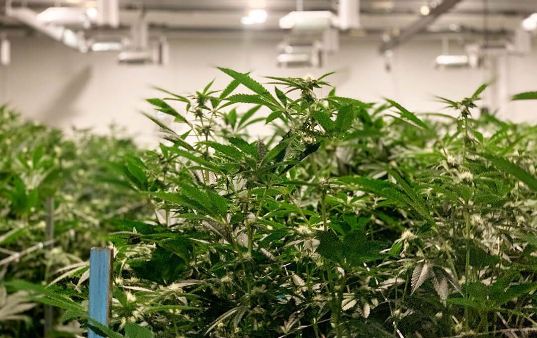 AOC Years of Experience with Cannabis Products